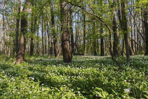 Wild garlic (Allium ursinum)