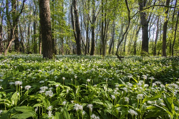 Wild garlic (Allium ursinum)