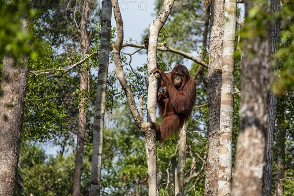 Bornean orangutan (Pongo pygmaeus)