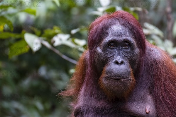 Bornean Orangutan (Pongo pygmaeus)