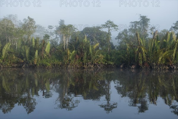 Fog and water reflection in the river Sungai Sekonyer in Tanjung Puting National Park