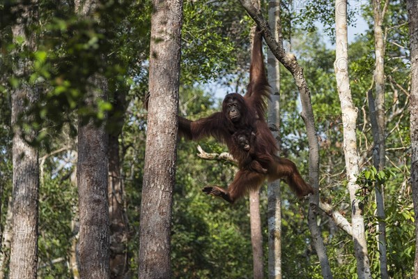 Bornean orangutan (Pongo pygmaeus)