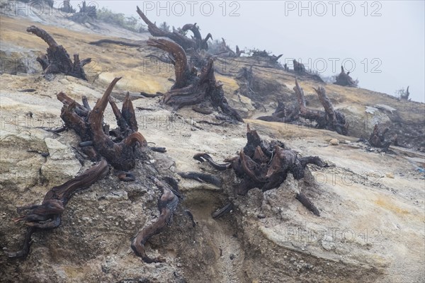 Charred roots on Ijen volcano ridge