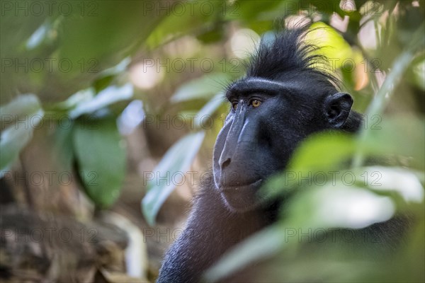 Celebes Crested Macaque (Macaca nigra)