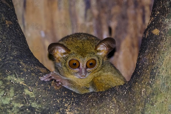 Spectral Tarsier (Tarsius spectrum