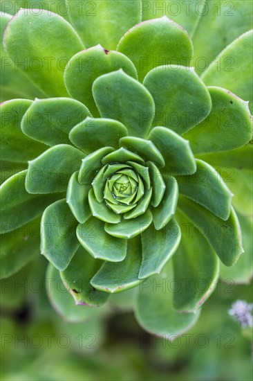 Leaf rosette of houseleek tree (Aeonium)