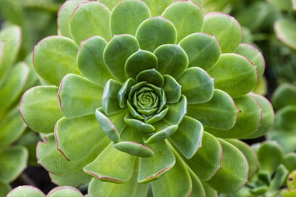 Leaf rosette of houseleek tree (Aeonium)