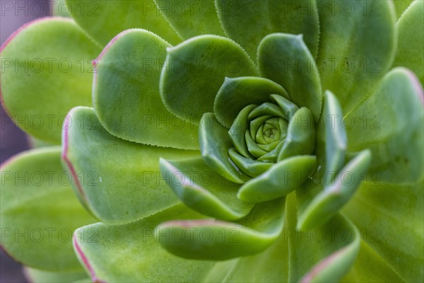 Leaf rosette of houseleek tree (Aeonium)