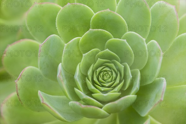 Leaf rosette of houseleek tree (Aeonium)