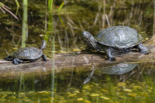 European pond turtles (Emys orbicularis)