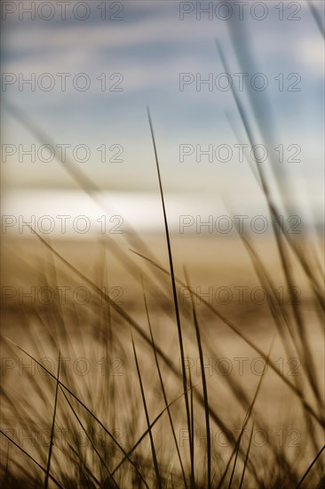 Grasses in the dunes on the beach