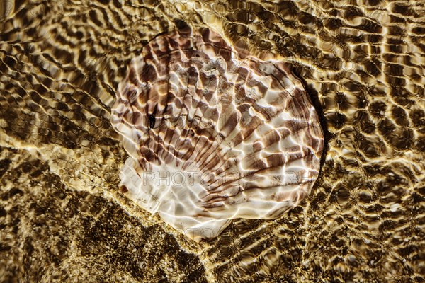 Mussel shell