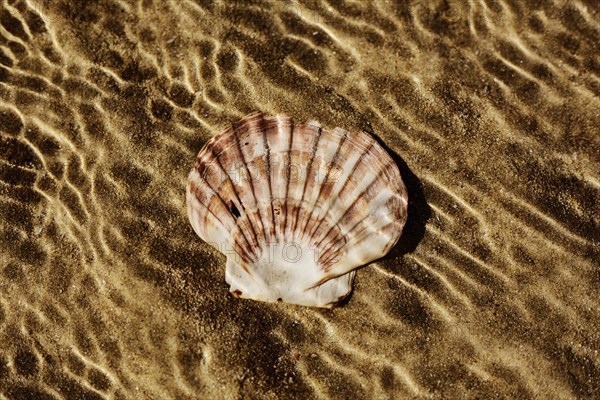 Mussel shell