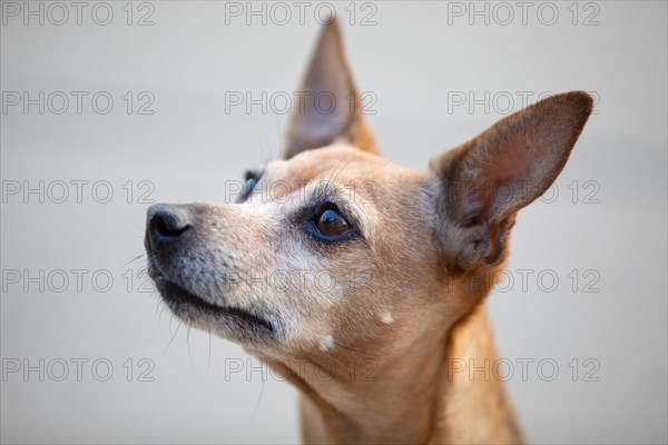 Miniature Pinscher