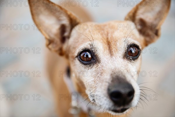 Miniature Pinscher