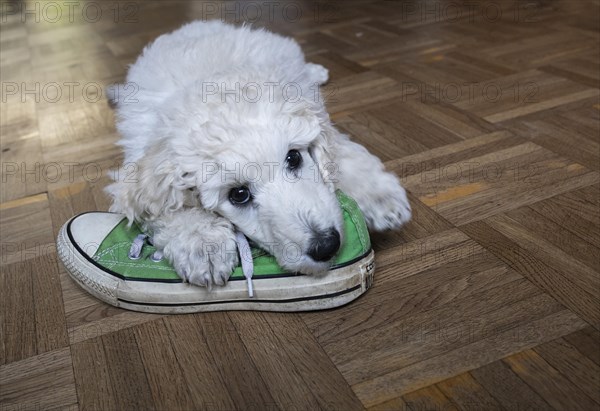 White king poodle