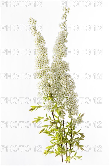 Bridal wreath flower (Spiraea Arguta)