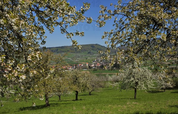 Flowering cherry trees