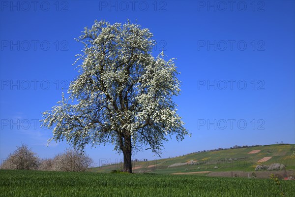 Blooming cherry tree (Prunus)
