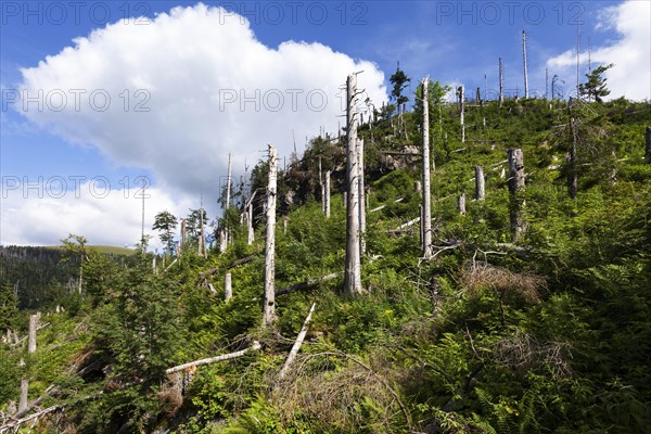 Natural forest