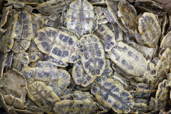Turtle shells for sale for traditional Chinese Medicine