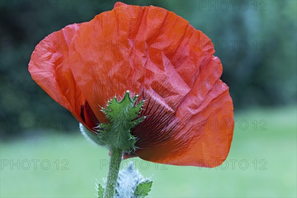 Oriental poppy (Papaver orientale)