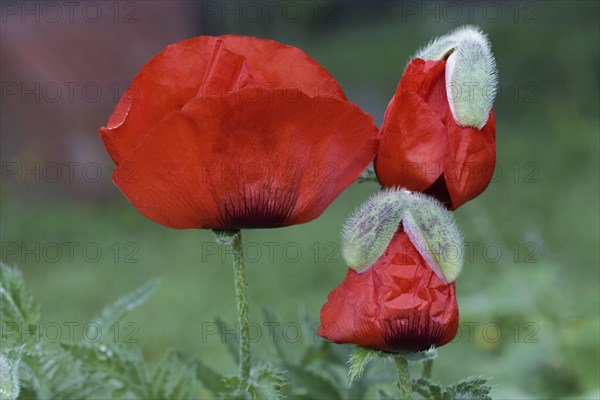 Oriental poppy (Papaver orientale)