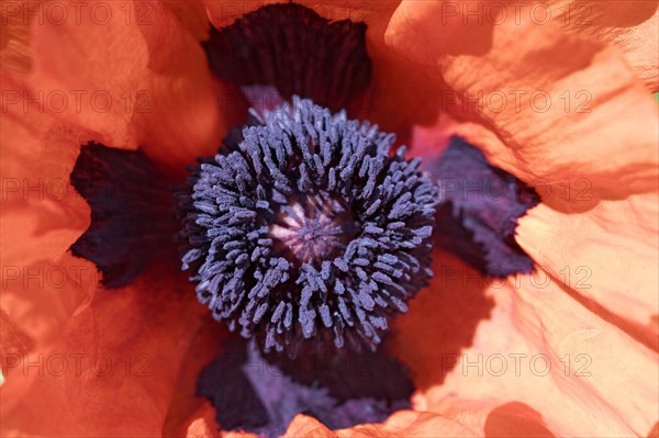 Oriental poppy (Papaver orientale)