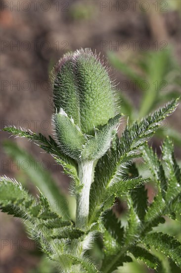 Oriental poppy (Papaver orientale)