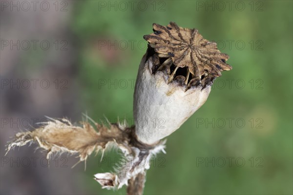 Oriental poppy (Papaver orientale)