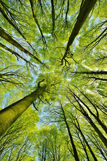 Sunny beech forest in spring