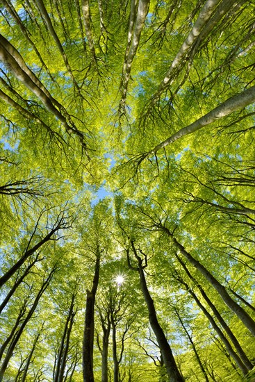 Near-natural sunny beech forest in spring