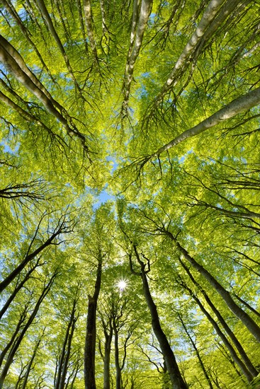 Near-natural sunny beech forest in spring