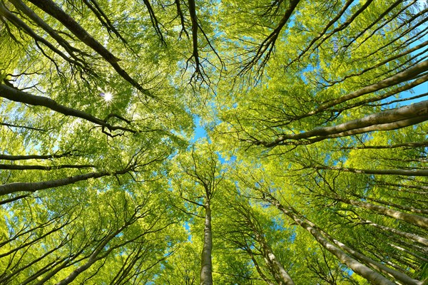 Near-natural sunny beech forest in spring