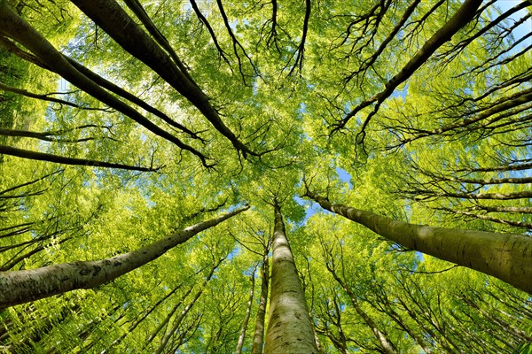 Natural sunny beech forest in spring