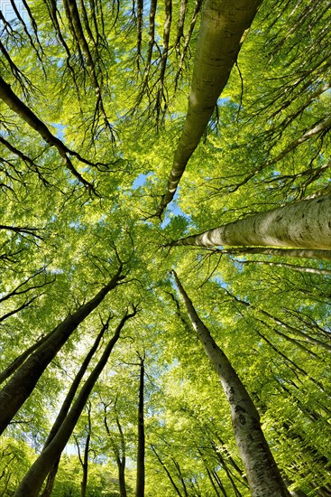 Natural sunny beech forest in spring