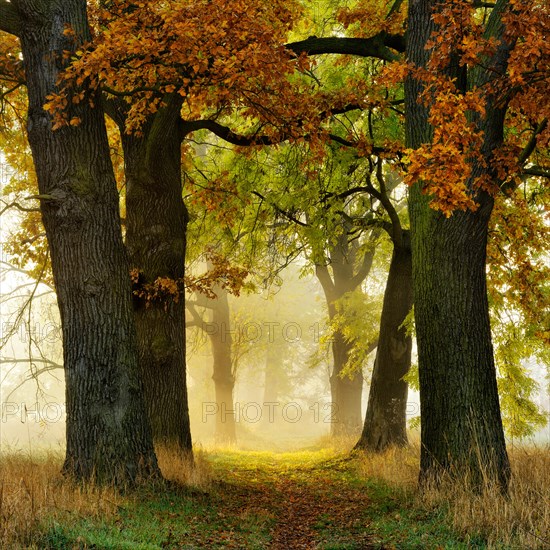 Avenue of Oaks (Quercus) and ashes (Fraxinus) in autumn