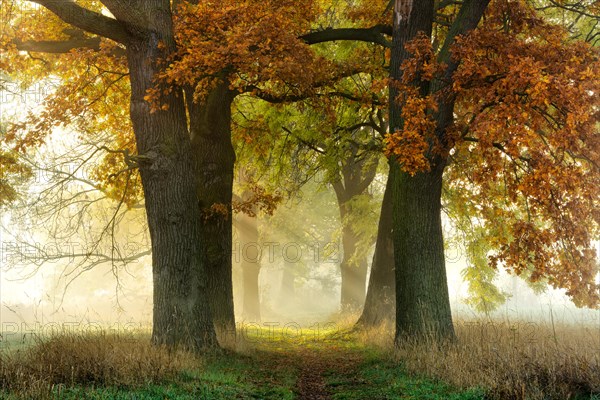 Avenue of Oaks (Quercus) and ashes (Fraxinus) in autumn