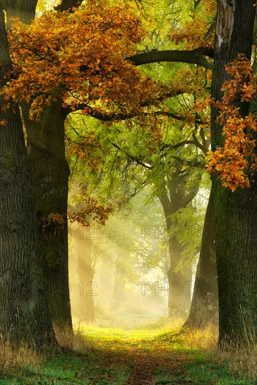 Avenue of Oaks (Quercus) and ashes (Fraxinus) in autumn