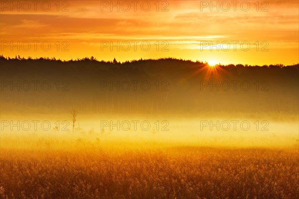 Foggy moor at sunrise