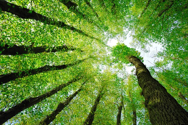 Large Linden trees (Tilia) and Oaks (Quercus) are striving towards the light