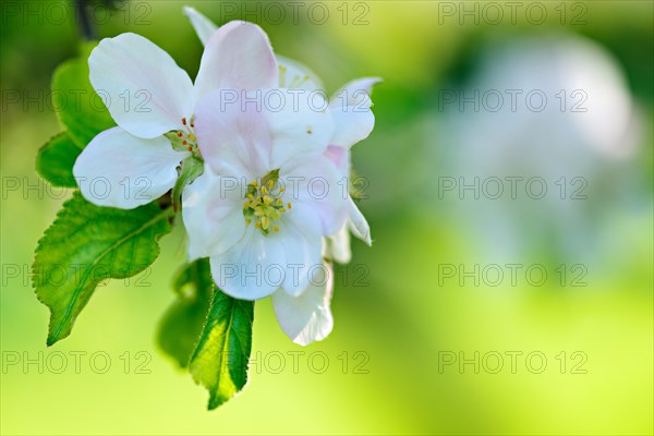 Apple blossoms in spring