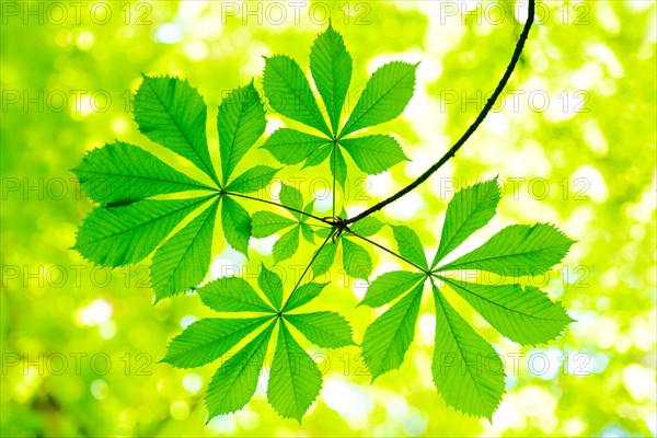 Horse chestnut (Aesculus) leaves in spring