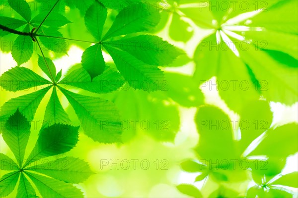 Horse chestnut (Aesculus) leaves in spring