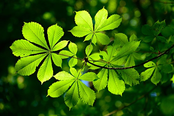 Horse chestnut (Aesculus) leaves in spring