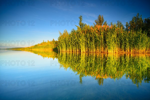 Quiet lake with reeds on the shore