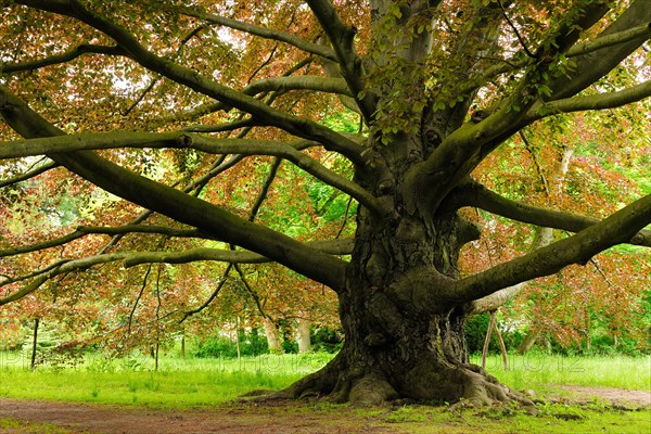 Huge old Copper beech (Fagus sylvatica f. purpurea)