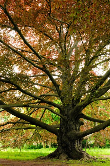 Huge old Copper beech (Fagus sylvatica f. purpurea)