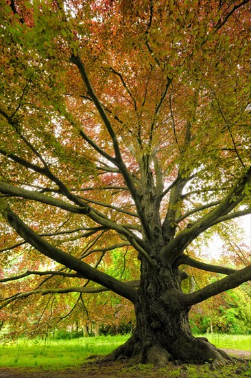 Huge old Copper beech (Fagus sylvatica f. purpurea)