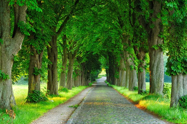 Old cobblestone street through Chestnut avenue in the morning light